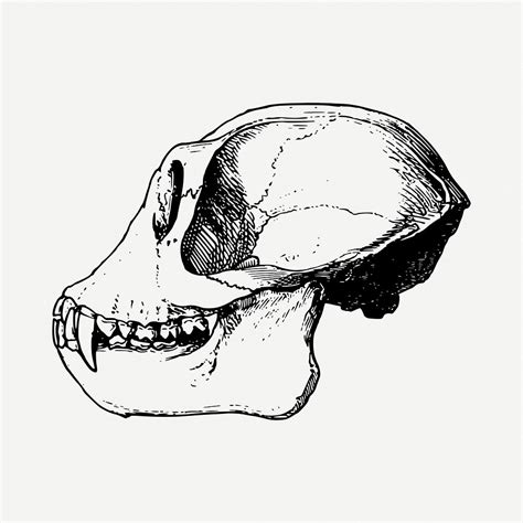 Australopithecus Sounds 的图像结果