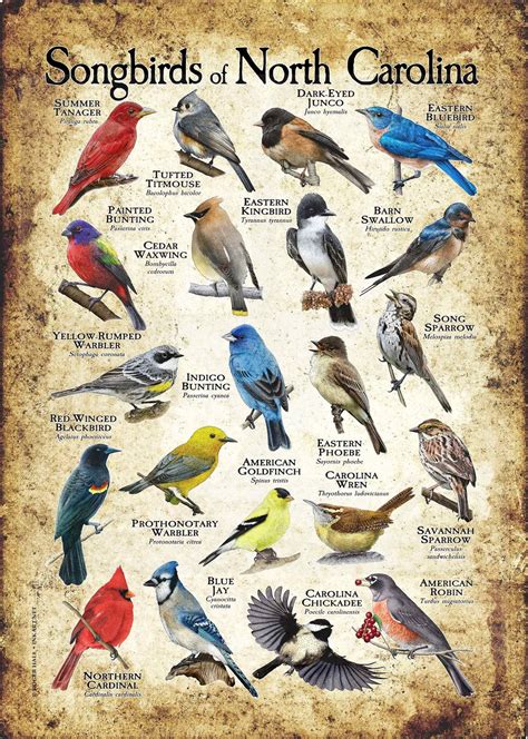 Songbirds of North Carolina Poster Print/field Guide - SIGNED BY ARTIST ...
