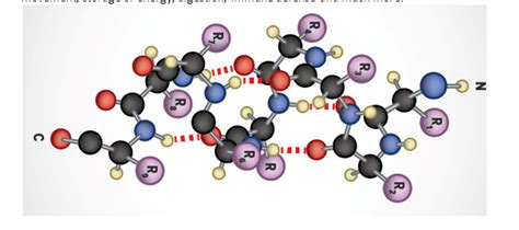 Biomolecules of Life: Proteins, Carbohydrates, Lipids & Nucleic Acids ...