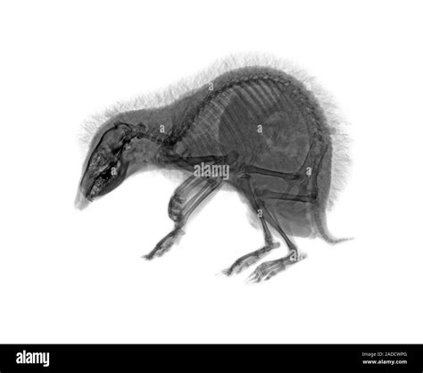 Hedgehog (Erinaceus europaeus), X-ray Stock Photo - Alamy