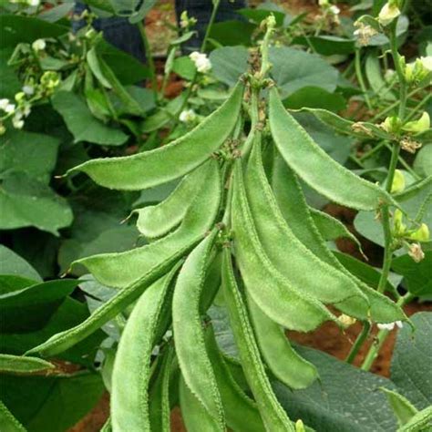 Buy Dolichos Lablab Avare Sem Pole Seeds – High Yield, Dark Green Pods ...