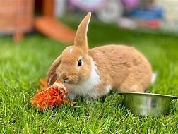 Image result for Lopped Eared Bunny Gray