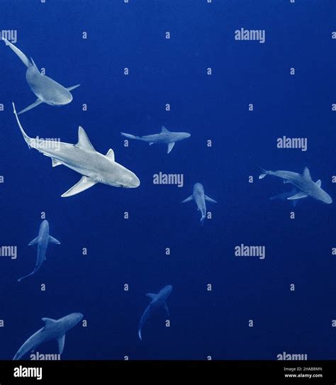 What Is A Group Of Shark Called at Leonard Richey blog