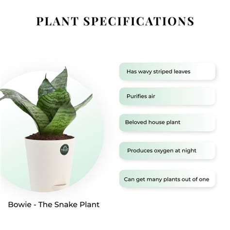 Snake plant and Peace lily with Attractive Self Watering Pot (Assorted ...