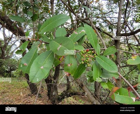 Toyon (Heteromeles arbutifolia Stock Photo - Alamy