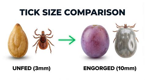 Deer Tick vs Dog Tick: 7 Critical Differences UK Guide