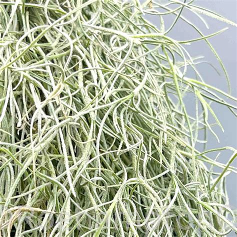 Spanish Moss(Air Plant) – Wayanadan Touch Garden