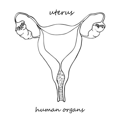 Premium Vector | Uterus Realistic handdrawn icon of human internal organs Line art Sketch style ...