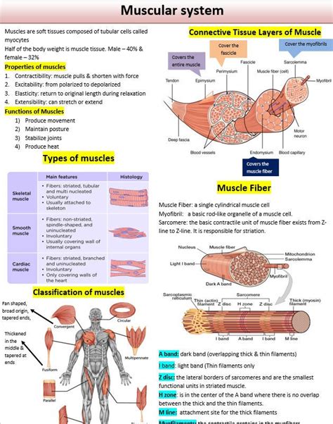 Image result for Introduction to Musculoskeletal System