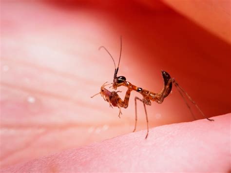 Baby Praying Mantis Meaning: What It Means to See a Baby Praying Mantis – InnerHunches