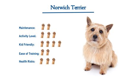 Are Norwich Terriers Intelligent Dogs