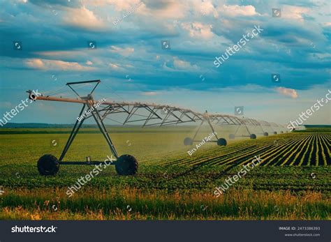Soybean Crop Seedling Field Irrigation Agricultural Stock Photo ...