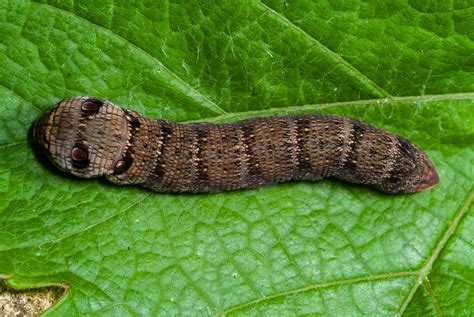 Elephant Hawk Moth Facts (Deilephila elpenor)
