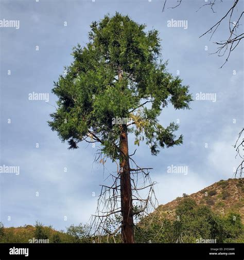 California incense-cedar (Calocedrus decurrens) Plantae Stock Photo - Alamy