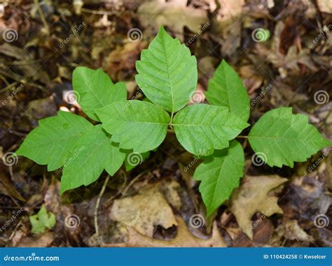 Three Poison Ivy Leaves on the Forest Floor Stock Photo - Image of ...
