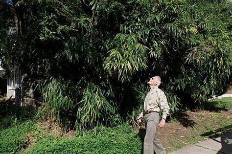 Lansdowne honored again for its trees