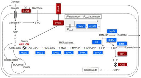 Microorganisms | Special Issue : Microbial Cell Factories: Production ...