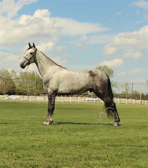 GREY TENNESSEE WALKING HORSE