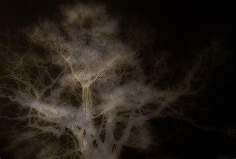 Image result for Two Spirit Tree