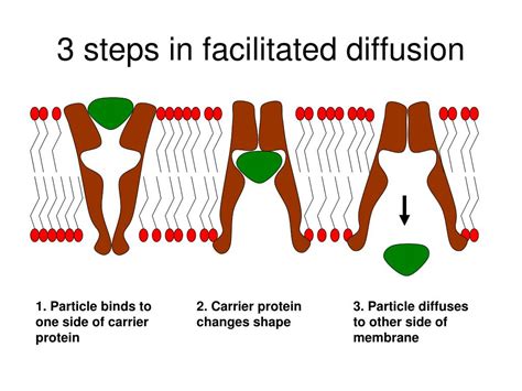 Image result for Cell Membrane Microscope Slides