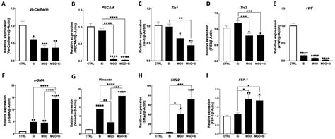 Sestrin2 Suppression Promotes Endothelial–Mesenchymal Transition and ...