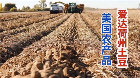 [土豆批发] 各种品种土豆，自家，代收，货好，价格低，保证质量价格1000元/吨 - 惠农网