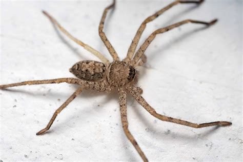 Easy Ways To Identify Arizona Spiders In Your Home