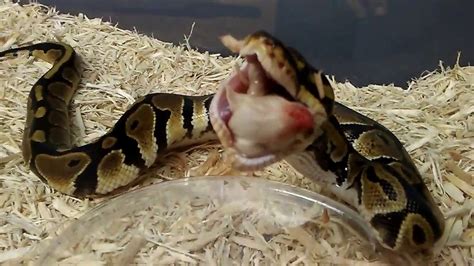 Ball Python Eating Fish 的图像结果