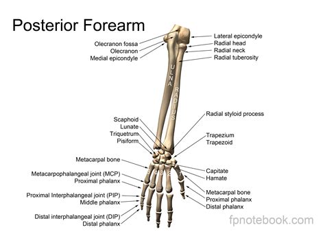 Wrist Bone Anatomy