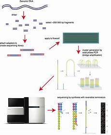 illumina ngs sequencing sequencing by synthesis explaining the illumina illumina ngs sequencing sequencing by synthesis explaining the illumina