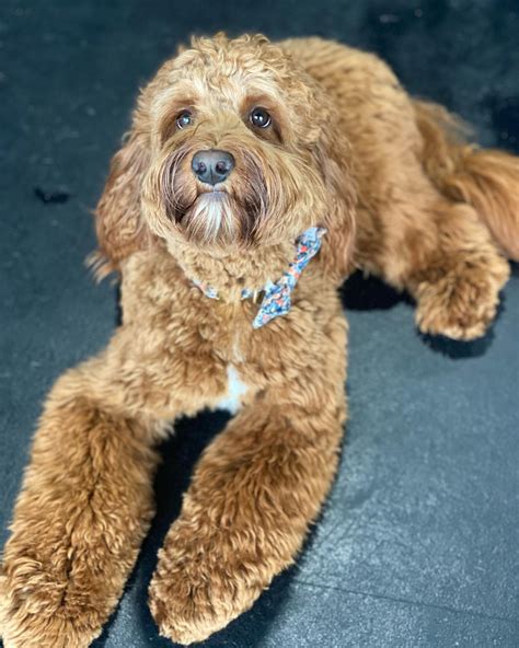 Image result for Behavior Modification for Dogs