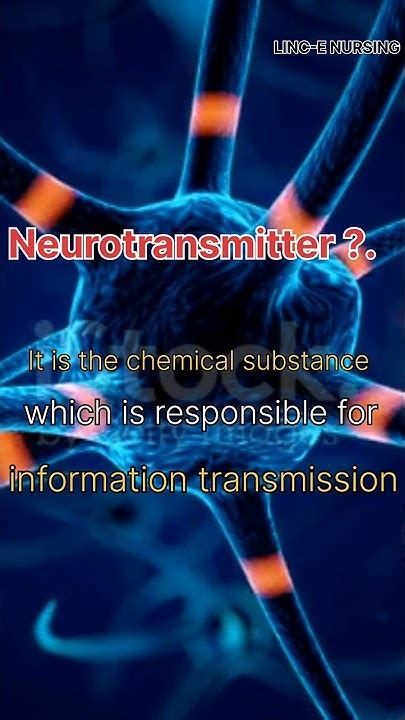 What Is a Neurotransmitter 的图像结果