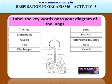 SONU ACADEMY: RESPIRATION IN ORGANISMS : (Activities)