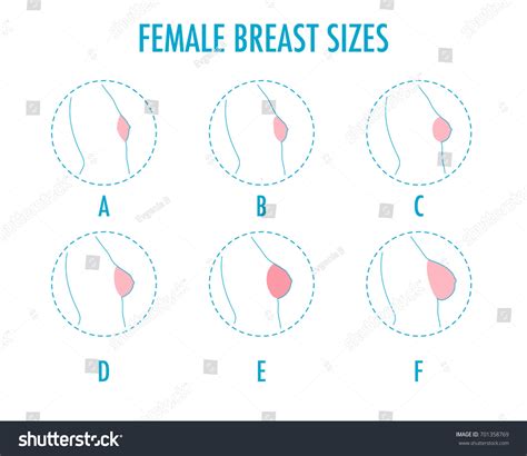 Breast Sizes And Shapes