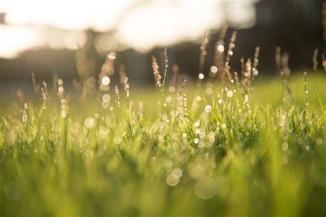 Traditional Funeral - Alder Forest