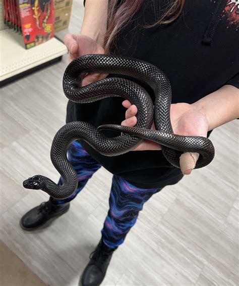 Lampropeltis getula nigrita 'Mexican Black King Snake' Male