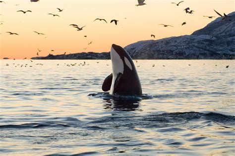 Orca | Defenders of Wildlife - where to see orcas in the wild