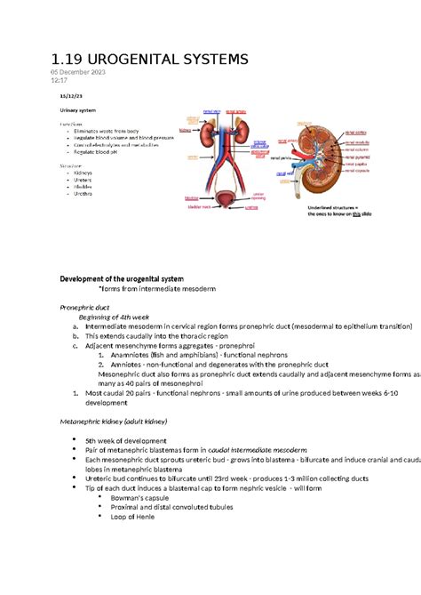 ANAT0001 Lecture 19 - 1 UROGENITAL SYSTEMS 05 December 2023 12: Development of the urogenital ...