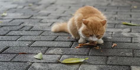 国际猫咪日｜救助流浪猫，需要注意些啥_手机新浪网