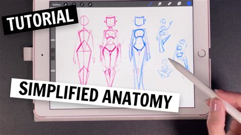 Image result for Free Anatomy Tutorial