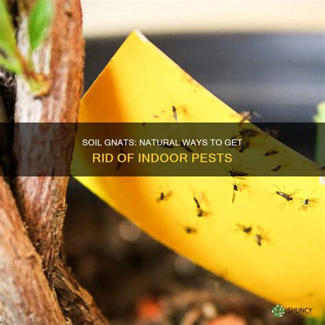 Soil Gnats: Natural Ways To Get Rid Of Indoor Pests | ShunCy