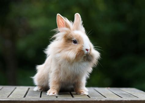 Lionhead Rabbit | Info and Care Advice | zooplus Magazine