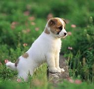 Image result for Pets HD