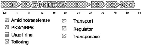 On the Chemistry, Toxicology and Genetics of the Cyanobacterial Toxins ...