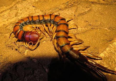 Pacific Giant Centipede (Scolopendra subspinipes) - Bali Wildlife