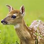 Image result for Cute Deer Pictures