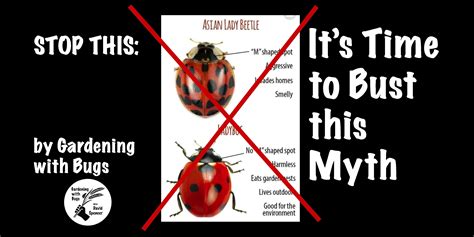 Dismantling the Myth about the “Asian Lady Beetle.” – Full Circle Farm