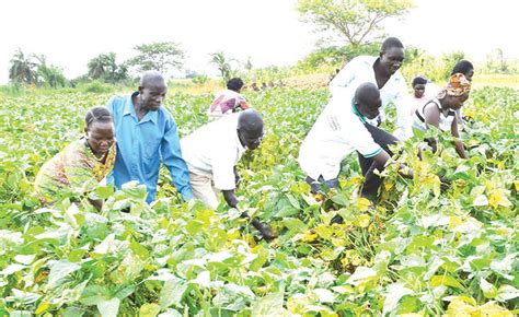 Uganda: Agriculture Can End Uganda's Job Problem, Says New Study - allAfrica.com