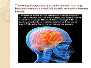 Human Memory Storage 的图像结果