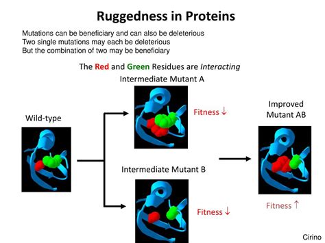 Protein Evolution Landscape 的图像结果